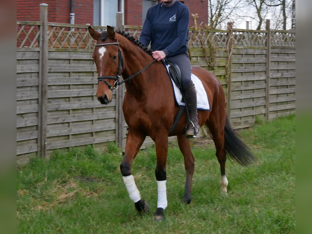 Meer warmbloeden Ruin 5 Jaar 167 cm in Dorsten