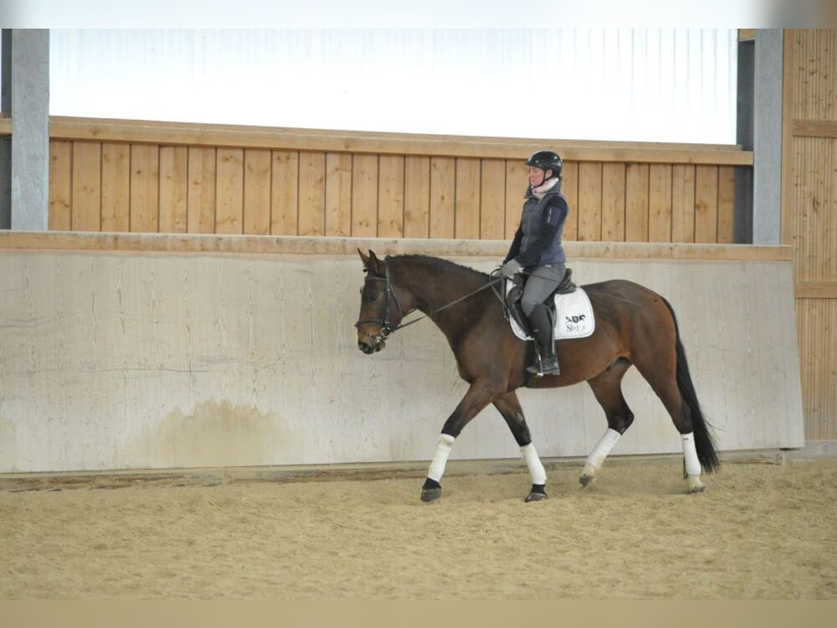 Meer warmbloeden Ruin 5 Jaar Bruin in Wellheim