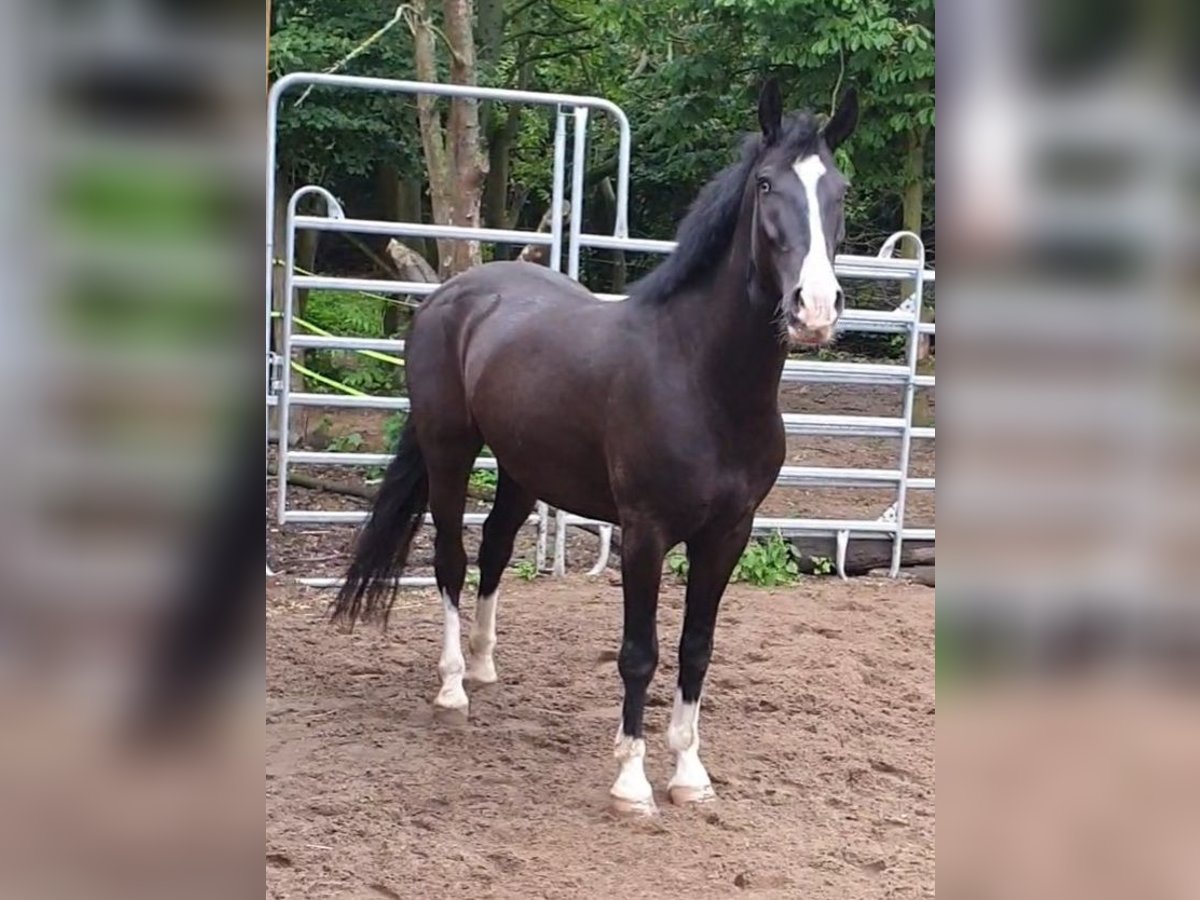 Meer warmbloeden Ruin 6 Jaar 146 cm Zwartbruin in Schönwölkau