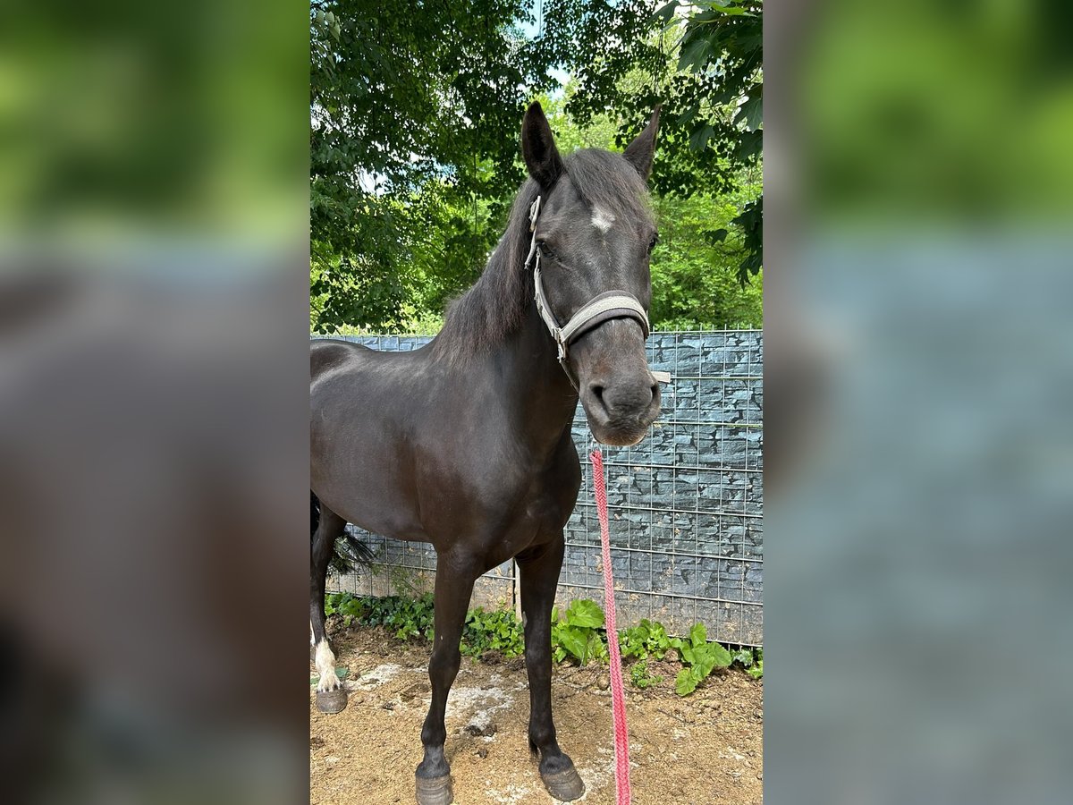 Meer warmbloeden Ruin 6 Jaar 155 cm Zwart in Wittlich