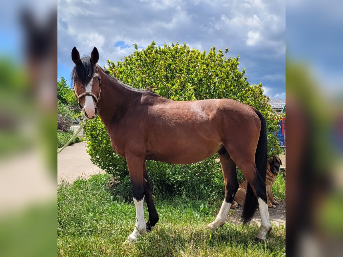 Meer warmbloeden Ruin 6 Jaar 160 cm Bruin in Colditz Meer warmbloeden Ruin 6 Jaar 160 cm Bruin in Colditz