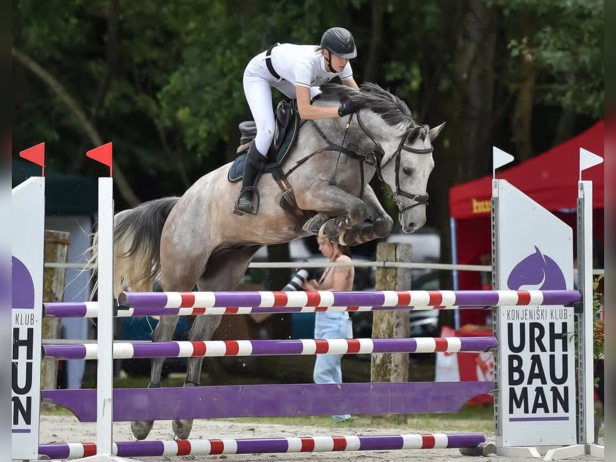 Meer warmbloeden Ruin 6 Jaar 160 cm Schimmel in Radovljica