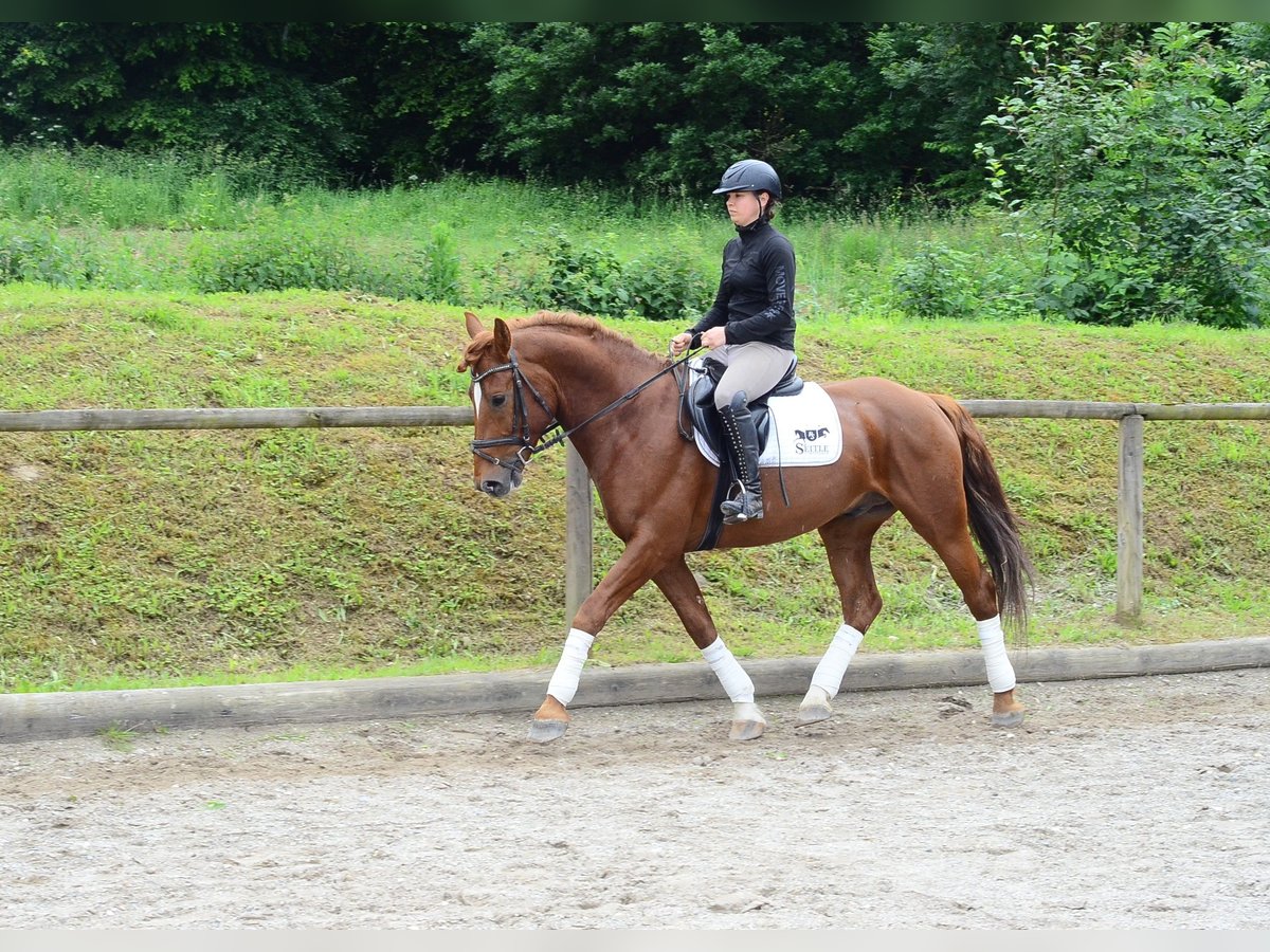 Meer warmbloeden Ruin 6 Jaar 162 cm Vos in Wellheim