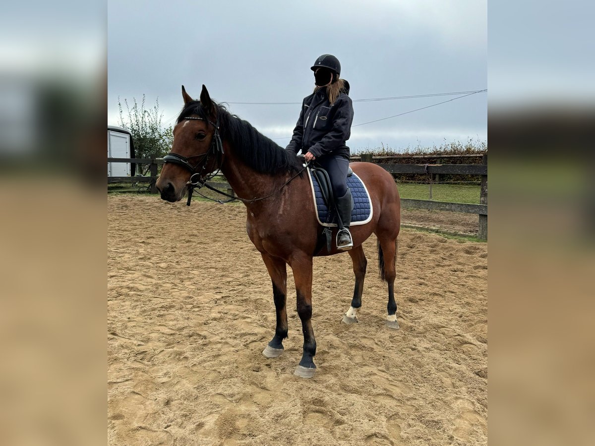 Meer warmbloeden Ruin 6 Jaar 168 cm Bruin in Daleiden