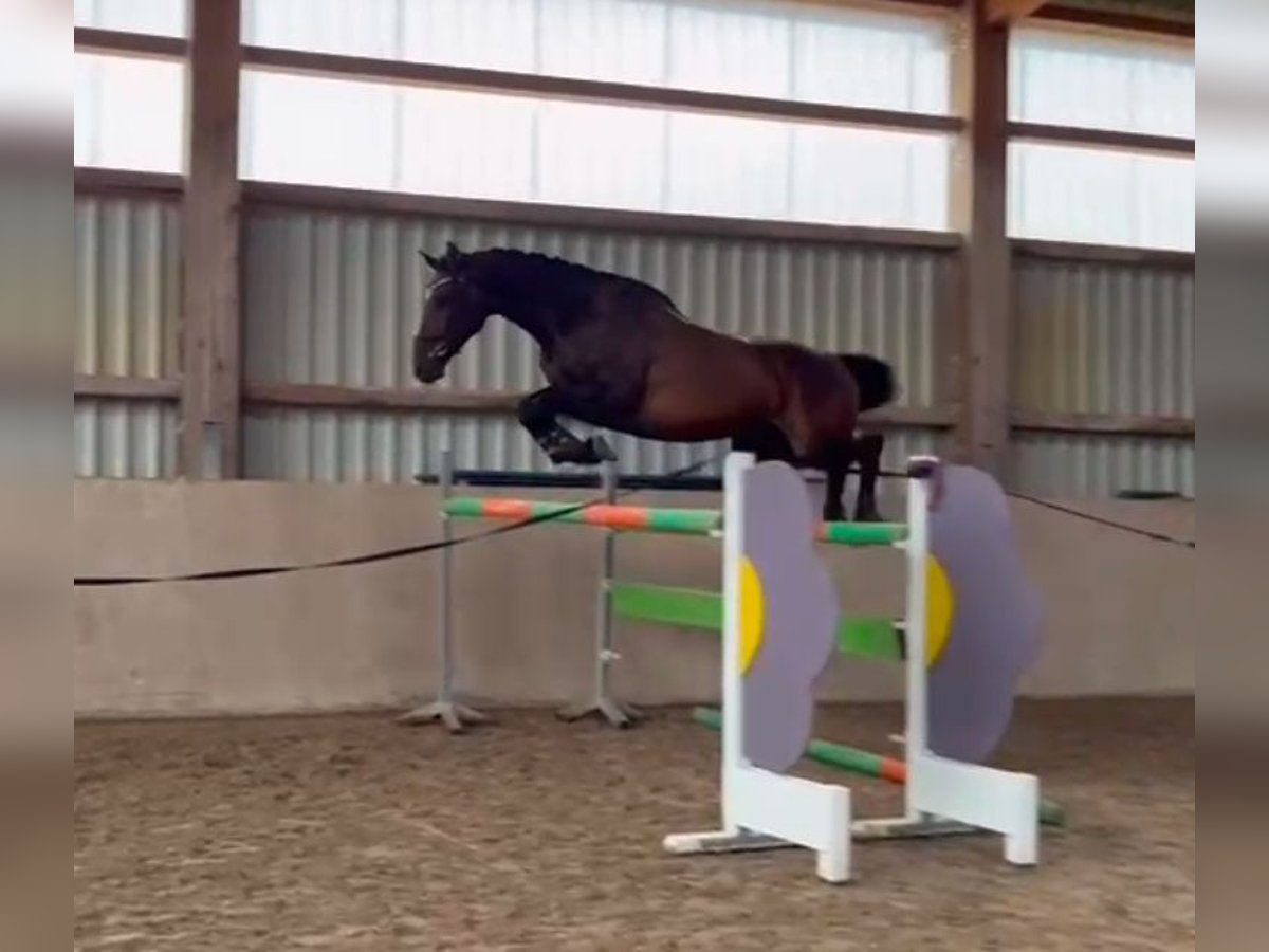 Meer warmbloeden Ruin 6 Jaar 170 cm Bruin in Weiterstadt