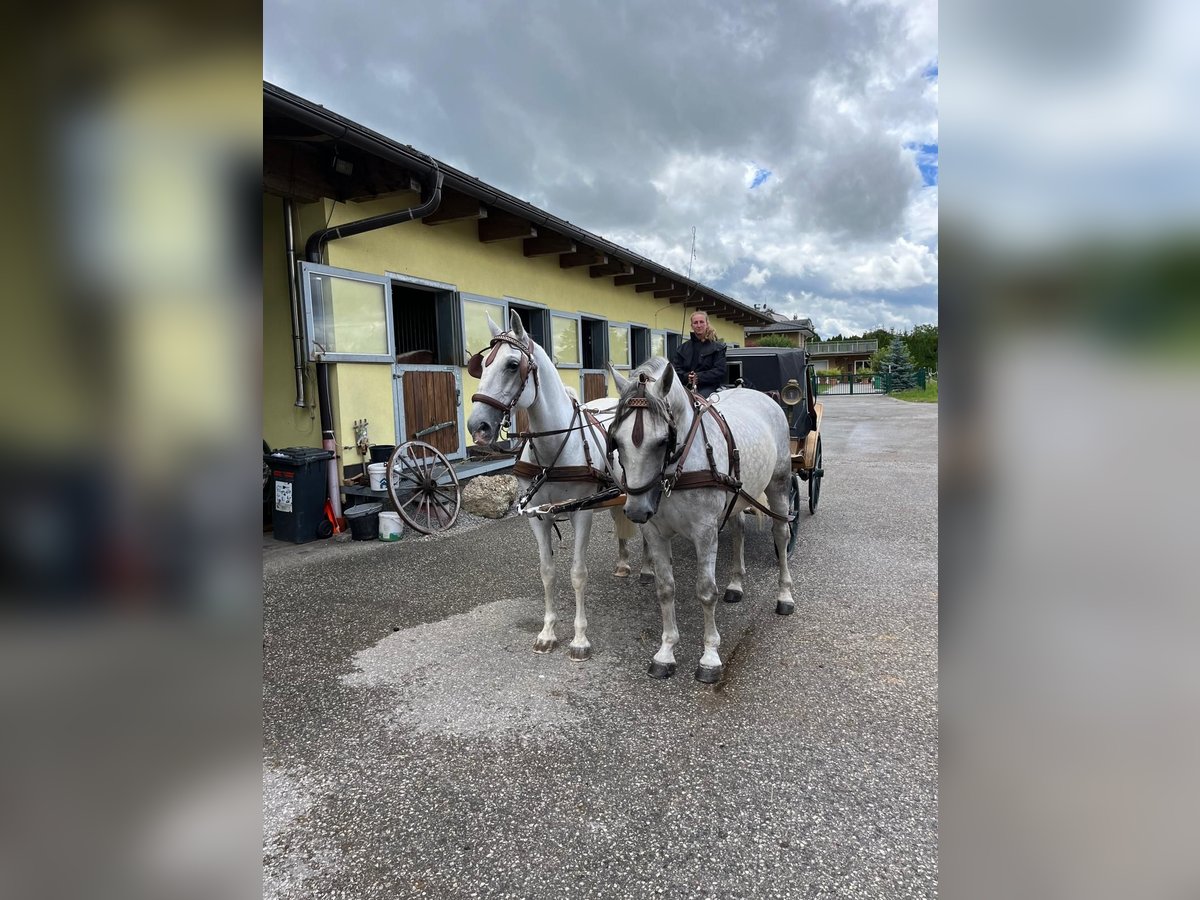 Meer warmbloeden Ruin 7 Jaar 165 cm Appelschimmel in Lamprechtshausen