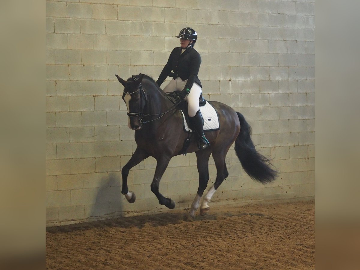 Meer warmbloeden Mix Ruin 7 Jaar 165 cm Roan-Bay in Besate