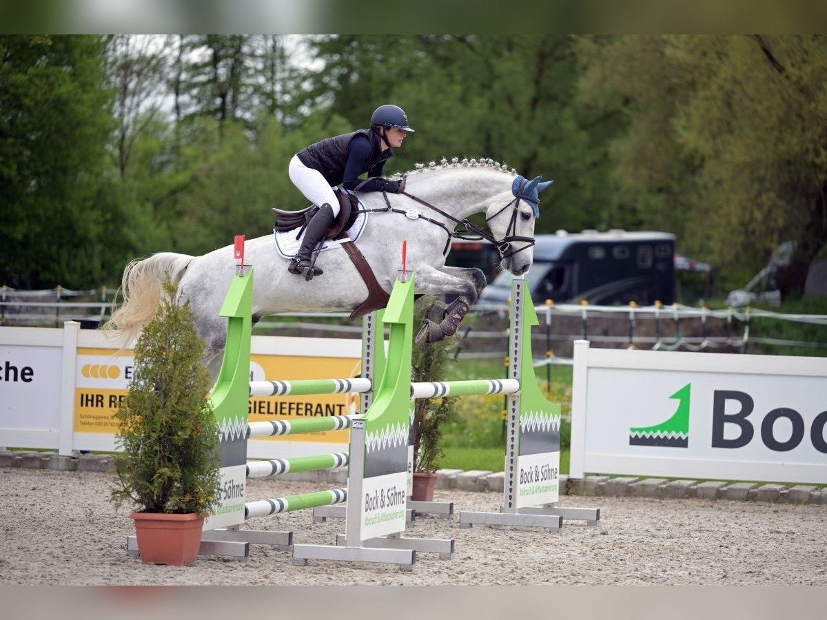 Meer warmbloeden Ruin 7 Jaar 170 cm Schimmel in Mindelheim