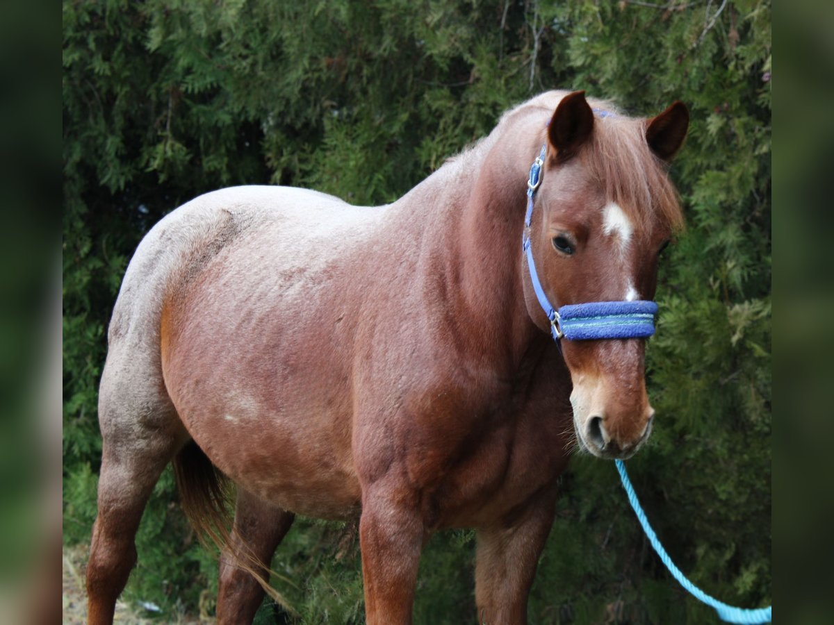 Meer warmbloeden Ruin 8 Jaar 154 cm Roan-Red in B&#xE9;k&#xE9;s