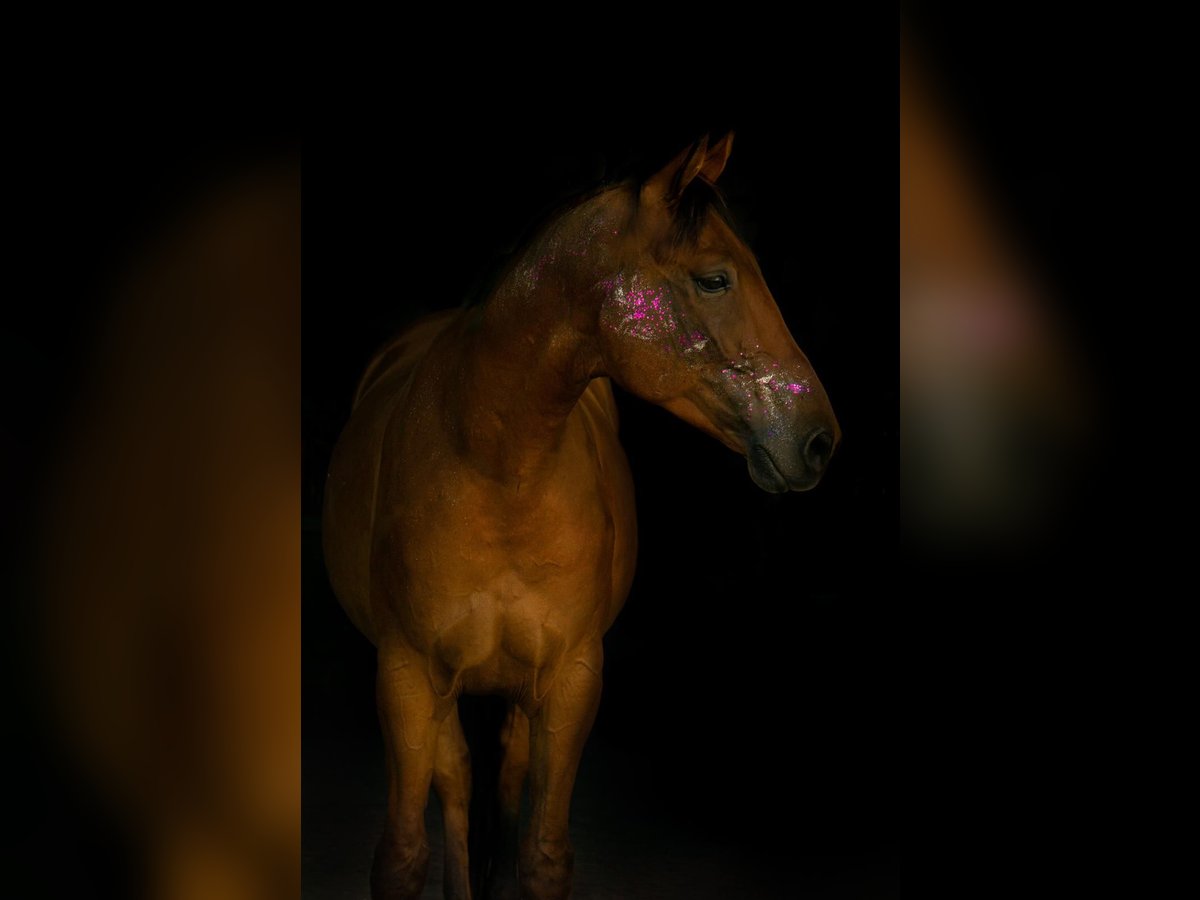 Meer warmbloeden Ruin 8 Jaar 162 cm Bruin in Augsburg