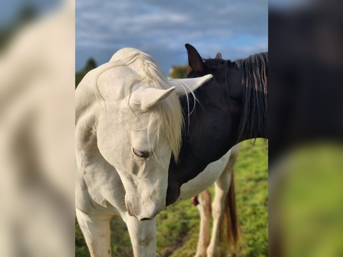 Meer warmbloeden Mix Ruin 9 Jaar 158 cm Schimmel in K&#xF6;nigswinter