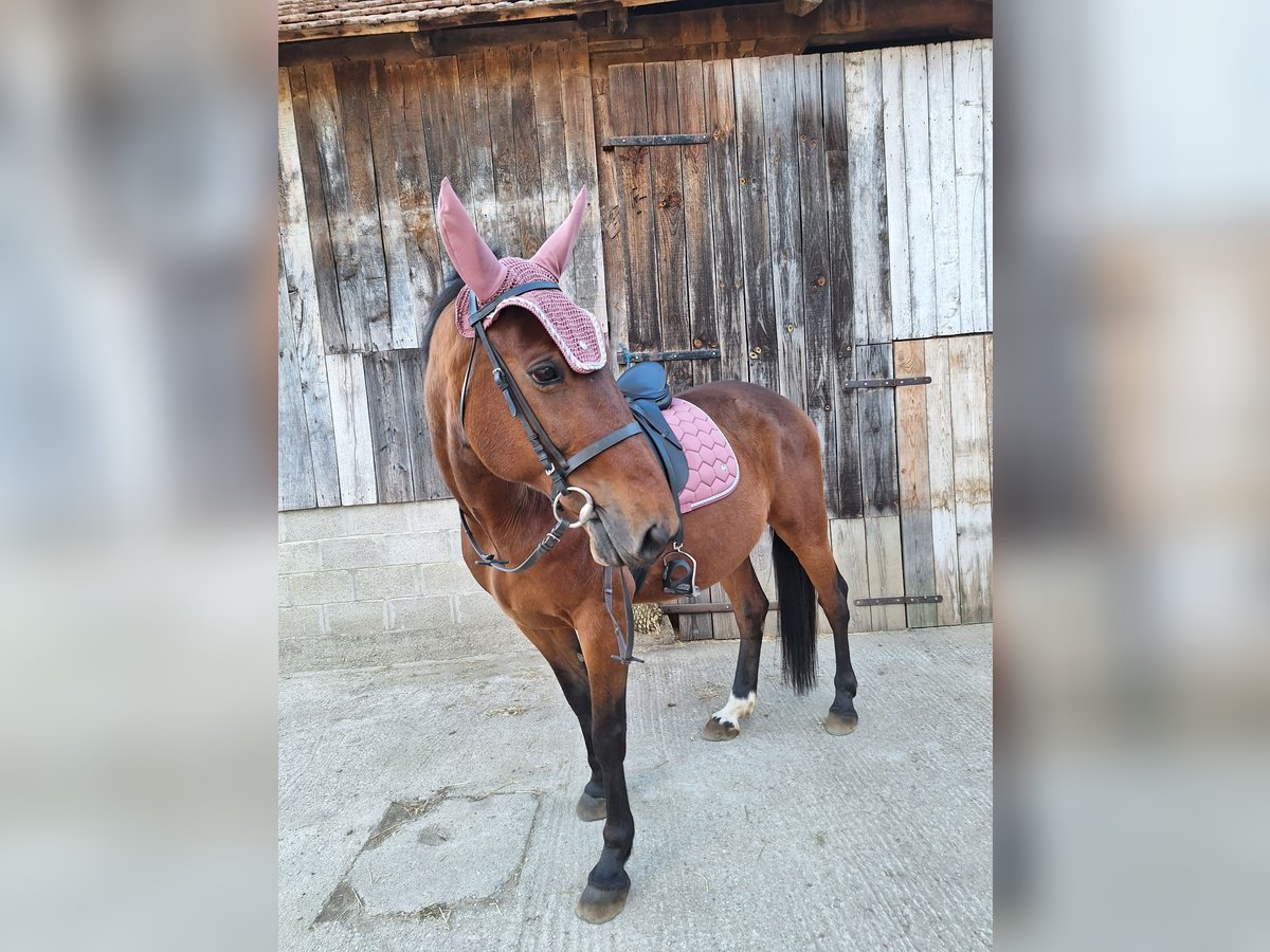 Meer warmbloeden Ruin 9 Jaar 160 cm Lichtbruin in Mala Subotica