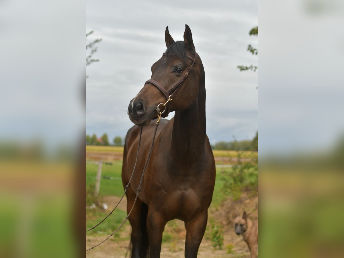 Meer warmbloeden Ruin 9 Jaar 167 cm Donkerbruin in Geilenkirchen