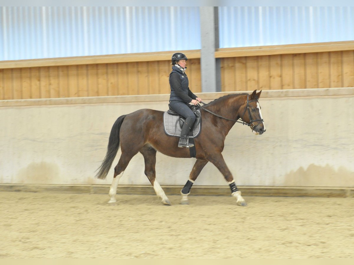 Meer warmbloeden Ruin 9 Jaar 167 cm Donkere-vos in Wellheim