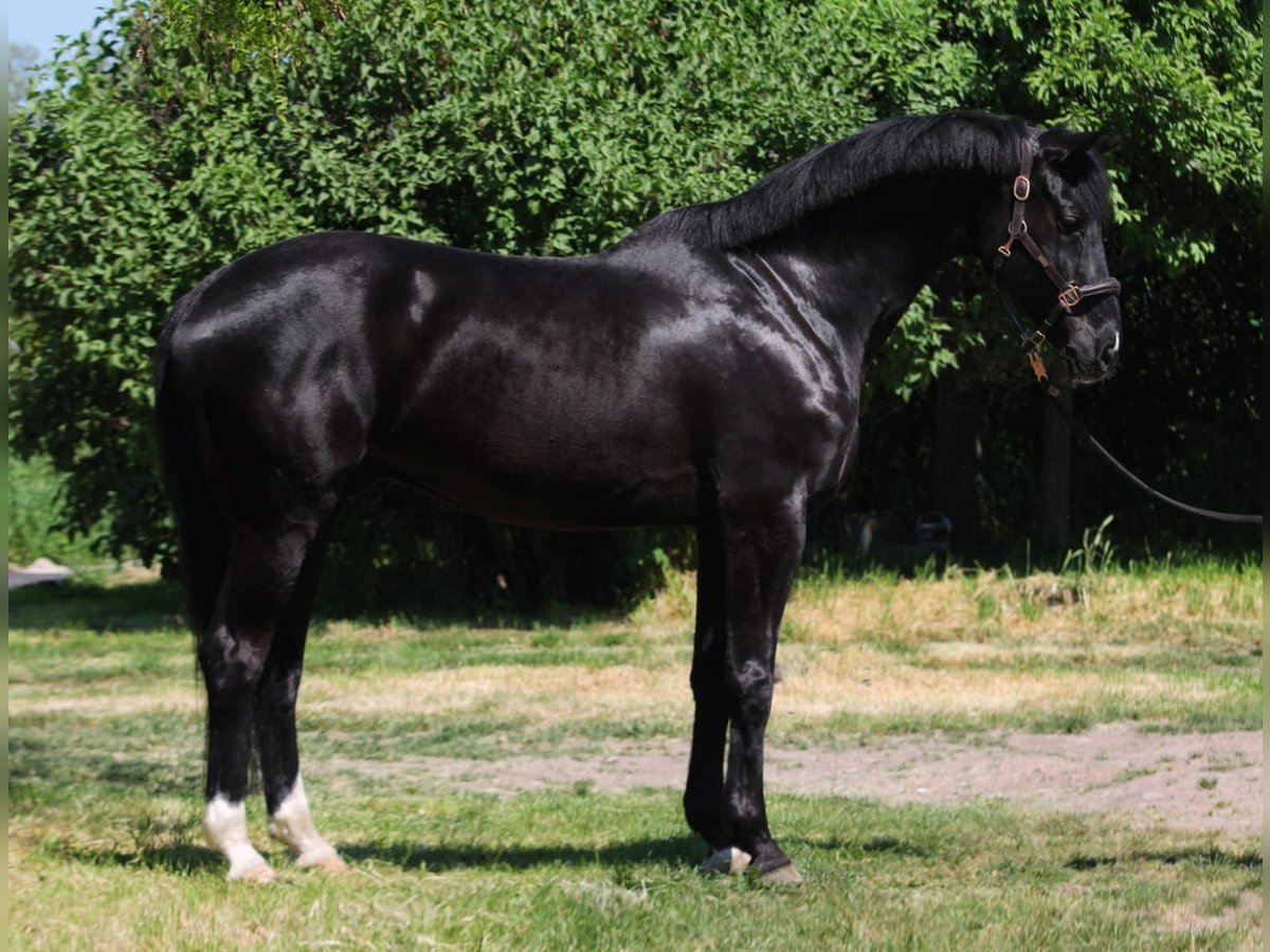 Meer warmbloeden Ruin 9 Jaar 169 cm Zwart in Gerasdorf