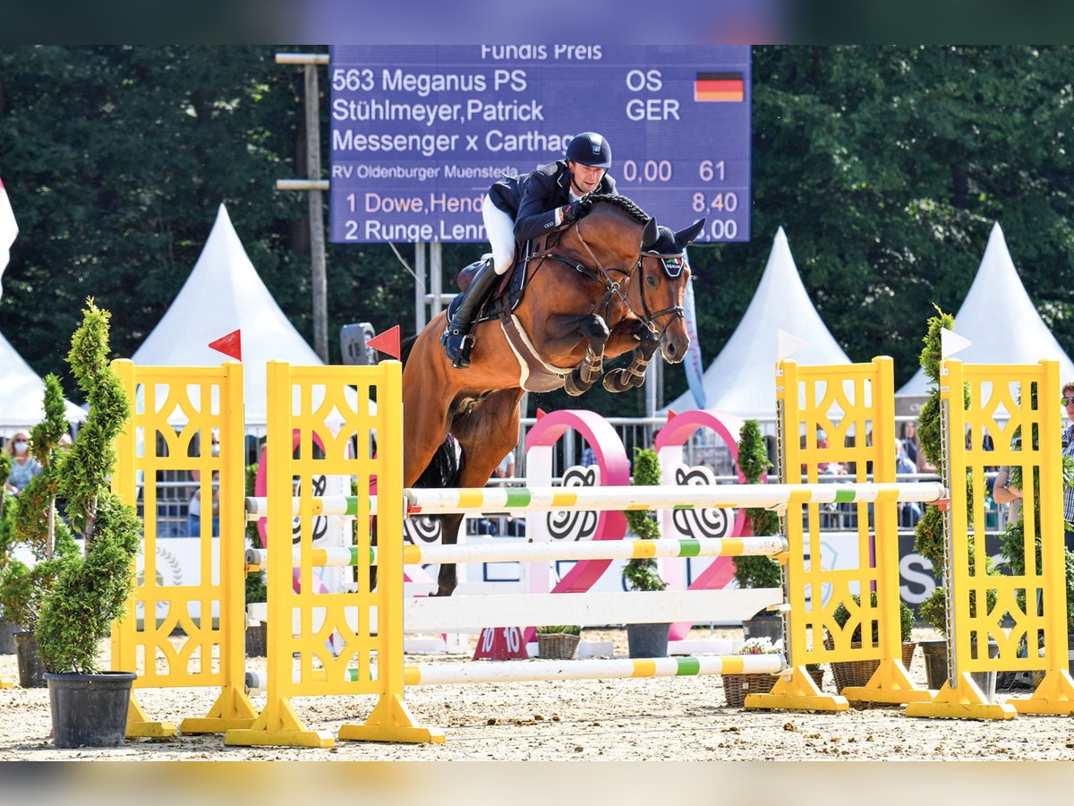 MEGANUS PS Oldenburger Springpaard Hengst Bruin in Steinfeld (Oldenburg)