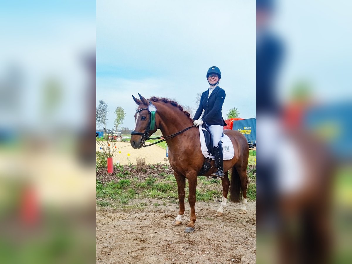 Melli's Darmani German Riding Pony Stallion Chestnut in Stuhr