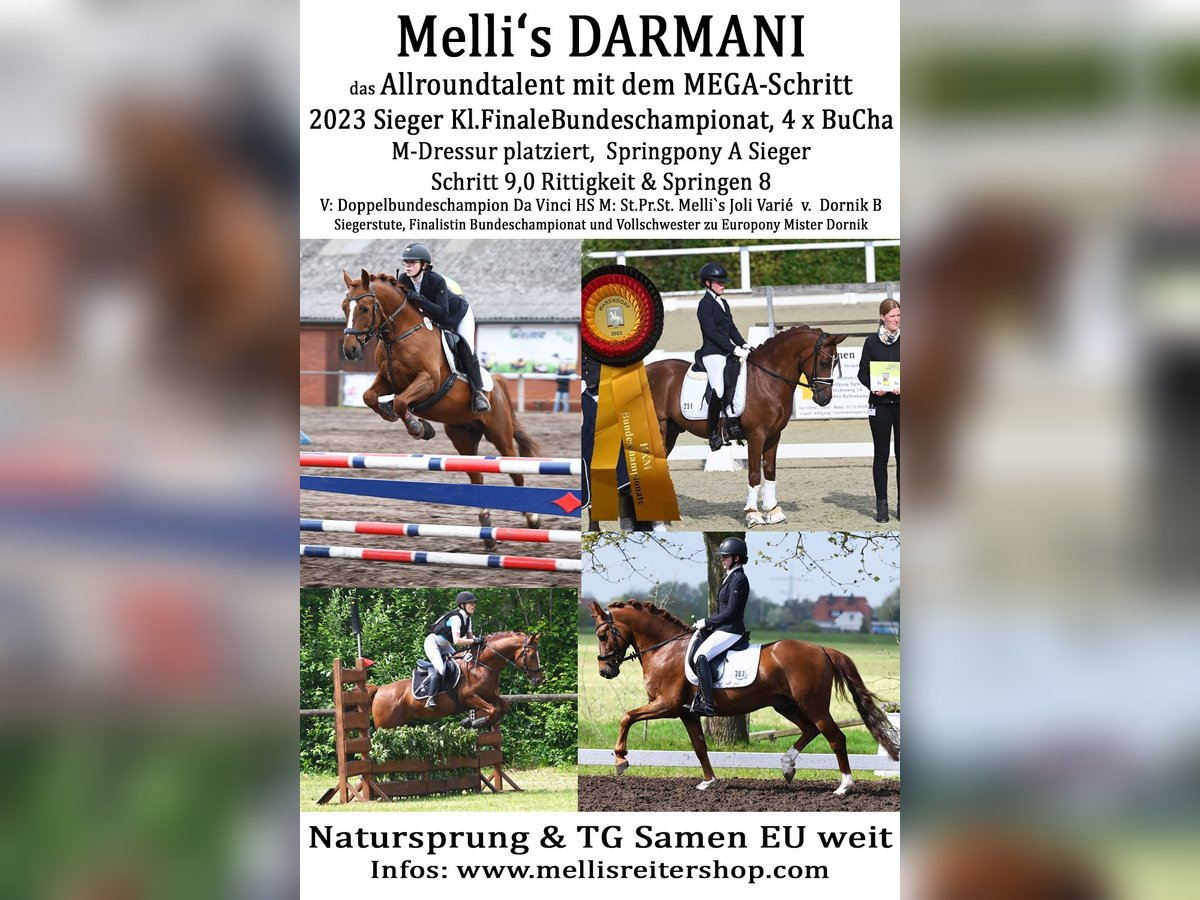 Melli's Darmani Poni alemán Semental Alazán-tostado in Stuhr
