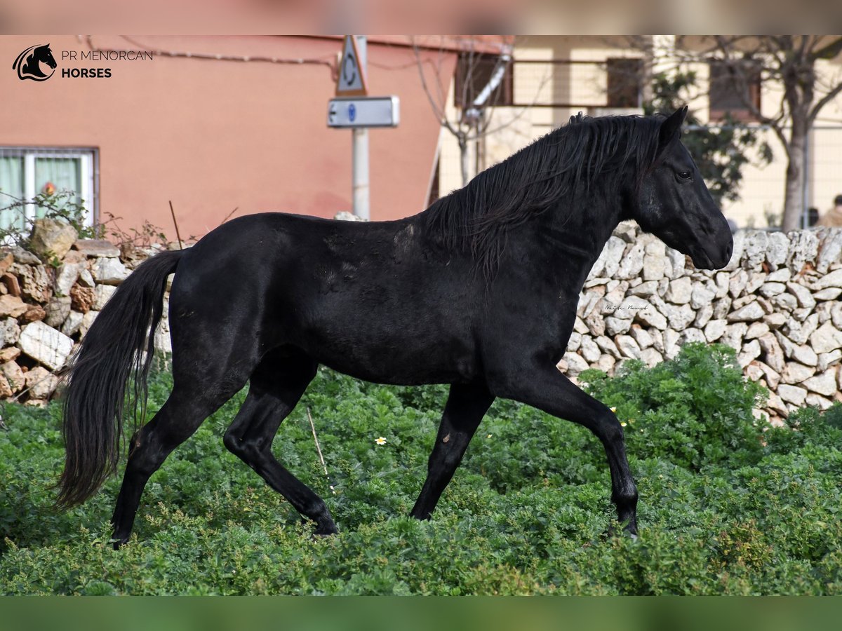 Menorcaanse Hengst 11 Jaar 155 cm Zwart in Menorca