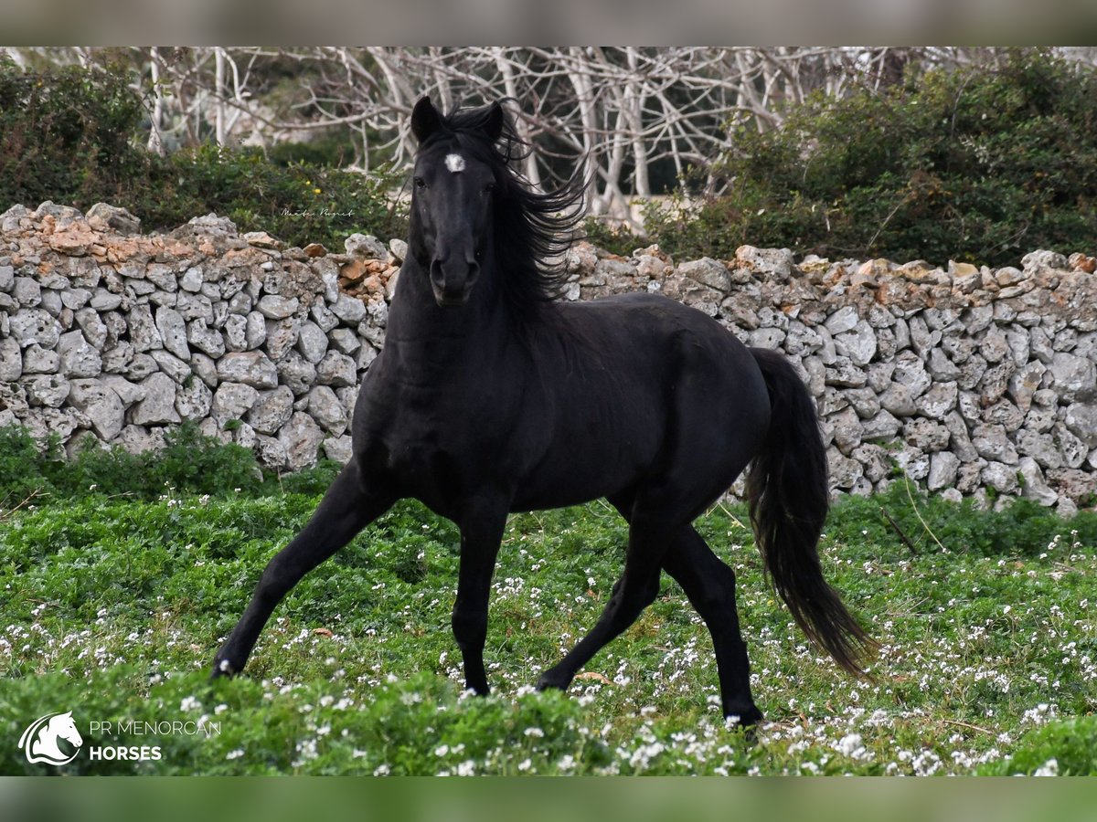 Menorcaanse Hengst 11 Jaar 159 cm Zwart in Menorca