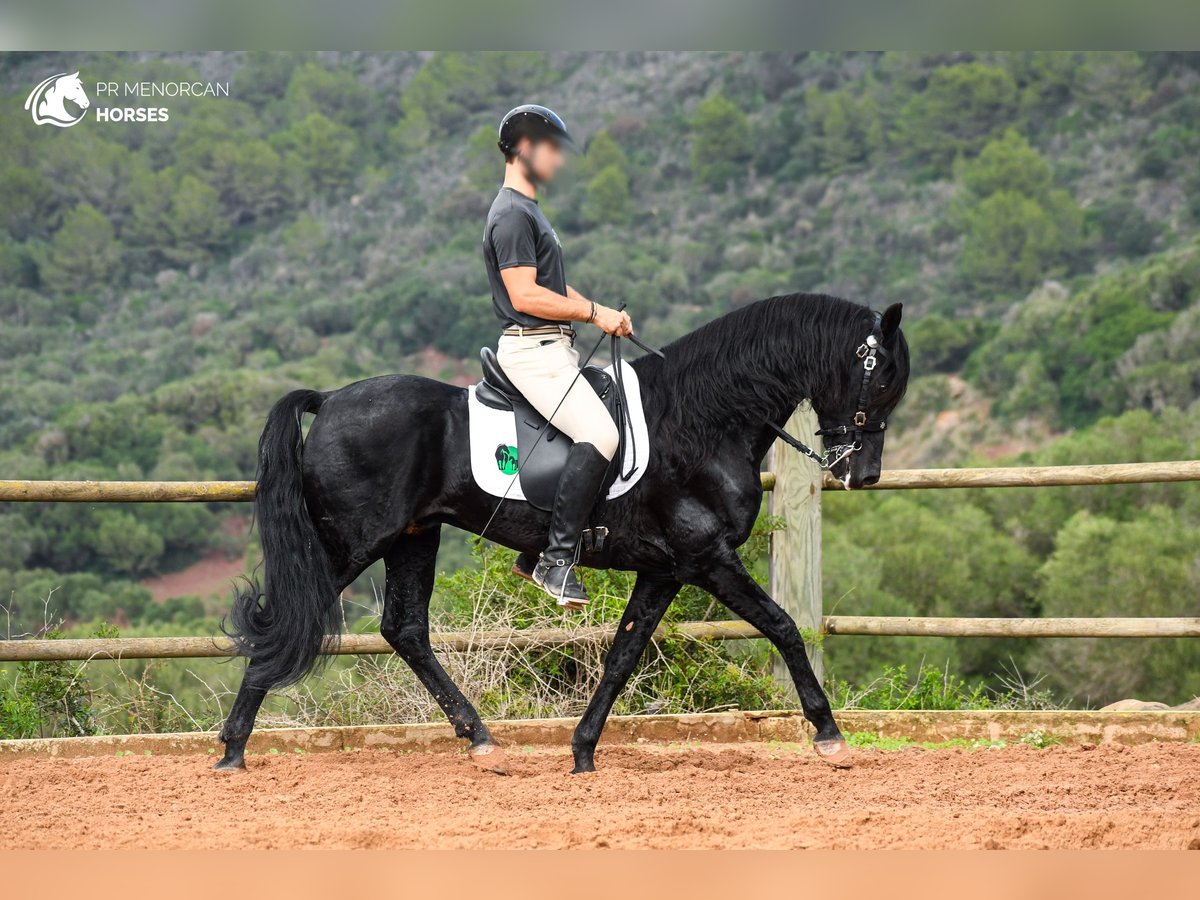 Menorcaanse Hengst 14 Jaar 155 cm Zwart in Menorca