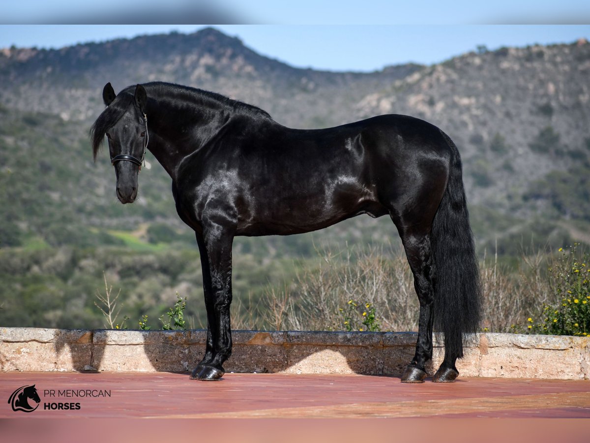 Menorcaanse Hengst 15 Jaar 155 cm Zwart in Menorca