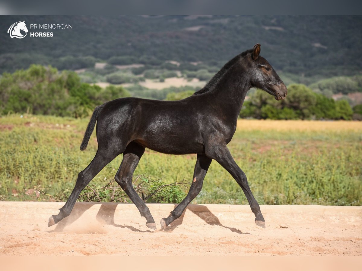 Menorcaanse Hengst 1 Jaar 160 cm in Menorca