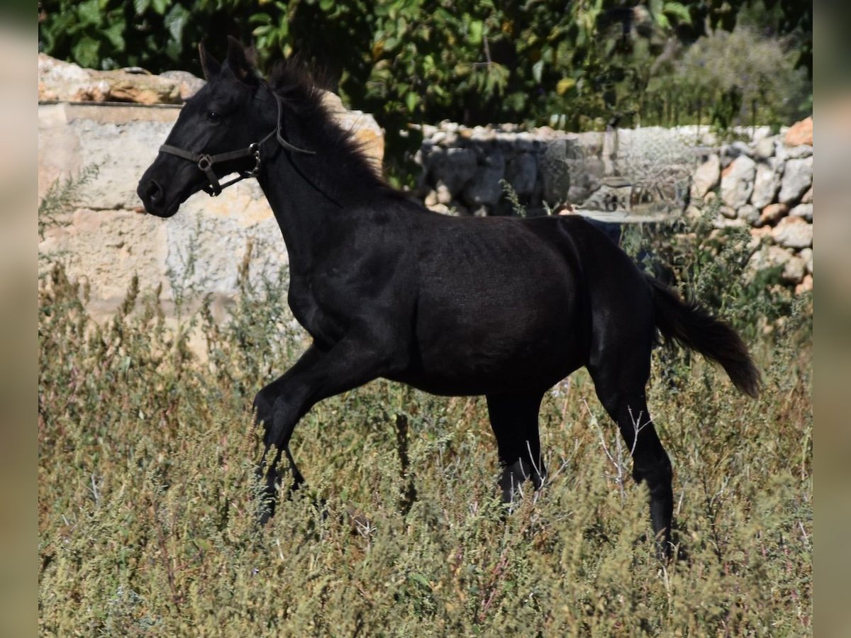 Menorcaanse Hengst 1 Jaar 162 cm Zwart in Menorca