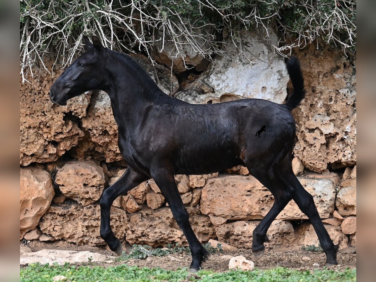 Menorcaanse Hengst 1 Jaar 162 cm Zwart in Menorca