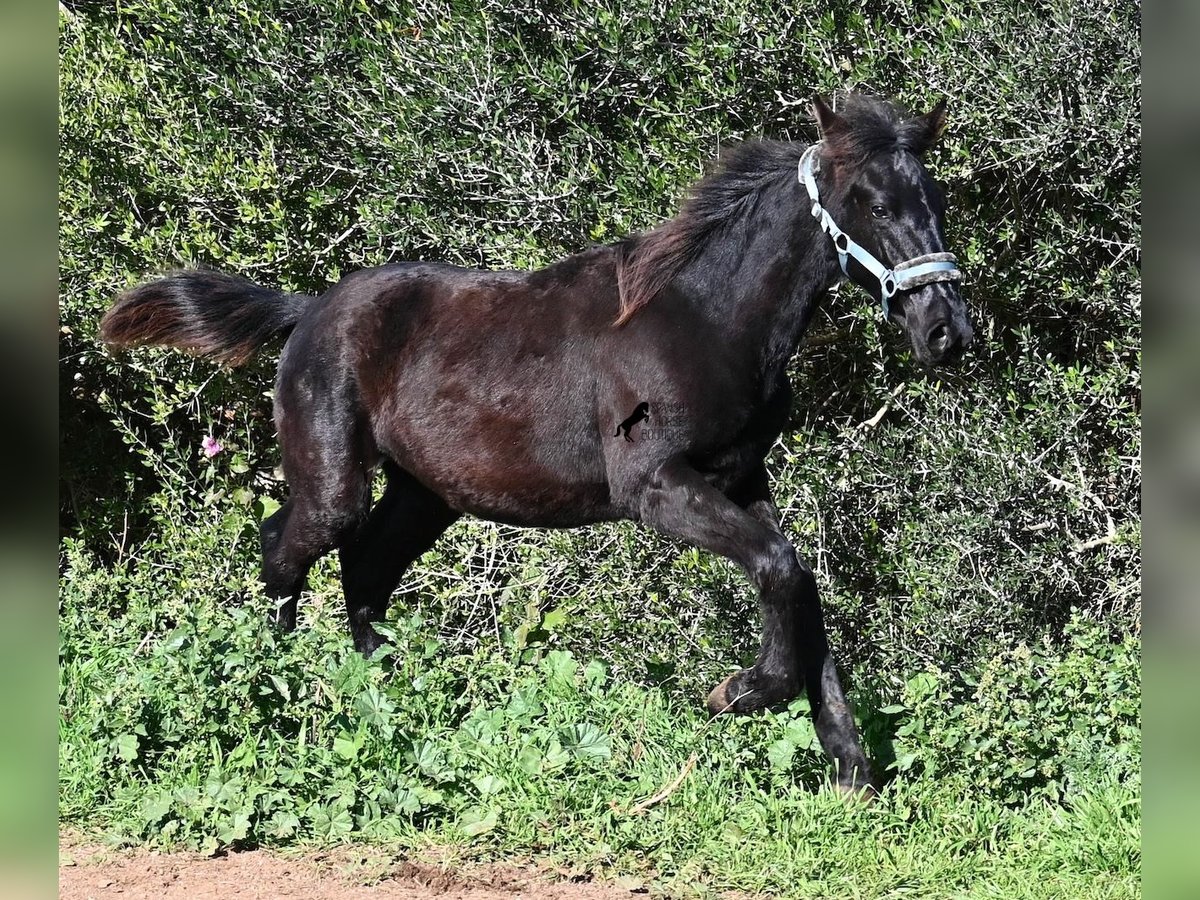 Menorcaanse Hengst 1 Jaar 162 cm Zwart in Menorca