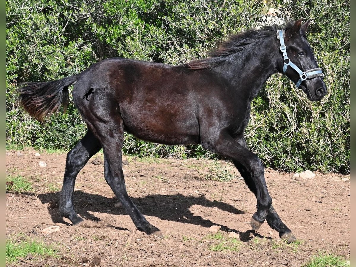 Menorcaanse Hengst 1 Jaar 162 cm Zwart in Menorca