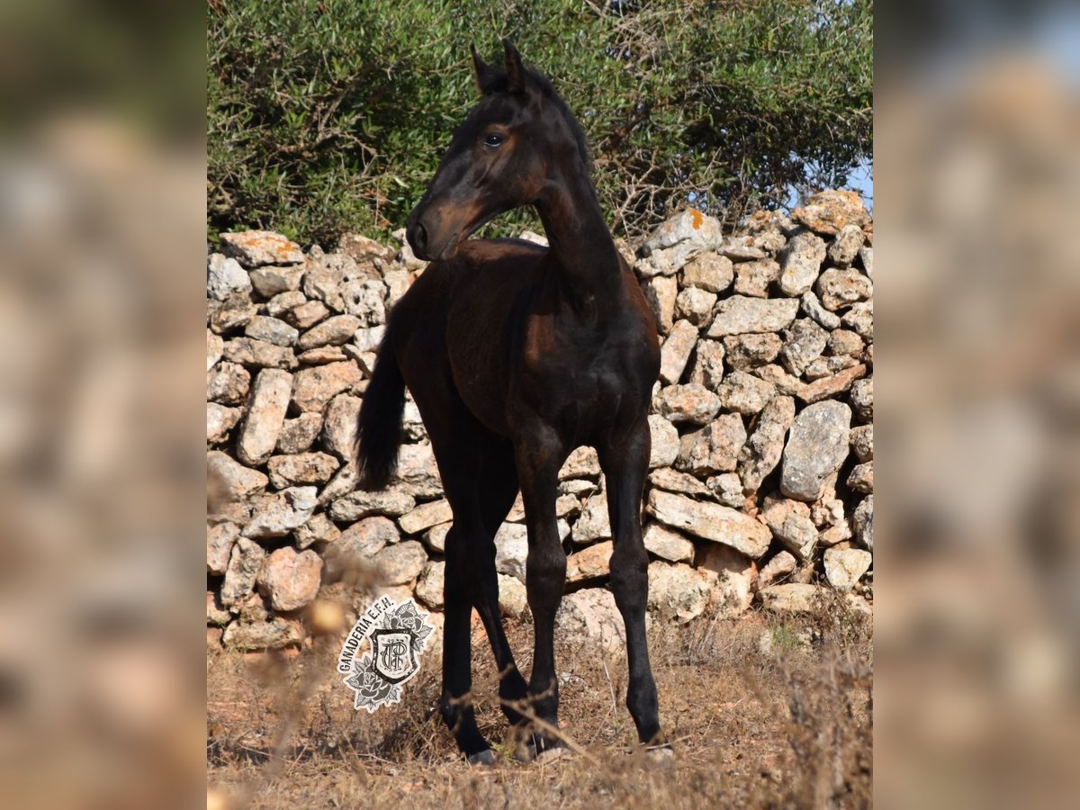 Menorcaanse Hengst 1 Jaar 162 cm Zwart in Menorca