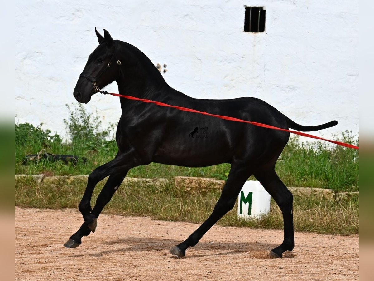 Menorcaanse Hengst 1 Jaar 163 cm Zwart in Menorca