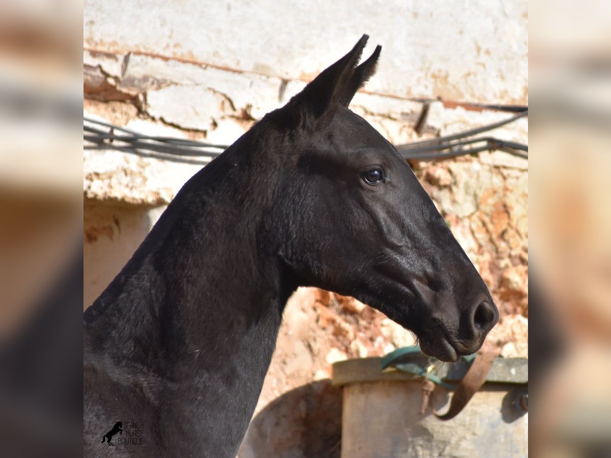 Menorcaanse Hengst 1 Jaar 164 cm Zwart in Menorca