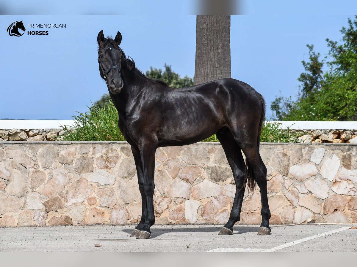 Menorcaanse Hengst 1 Jaar 165 cm Zwart in Menorca