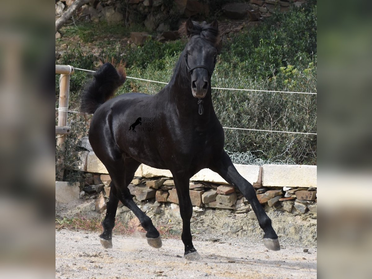 Menorcaanse Hengst 2 Jaar 152 cm Zwart in Menorca