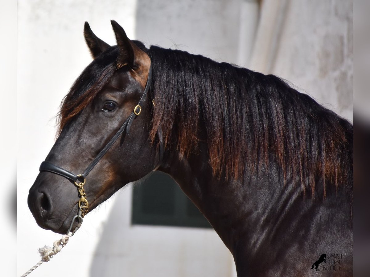 Menorcaanse Hengst 2 Jaar 158 cm Zwart in Menorca