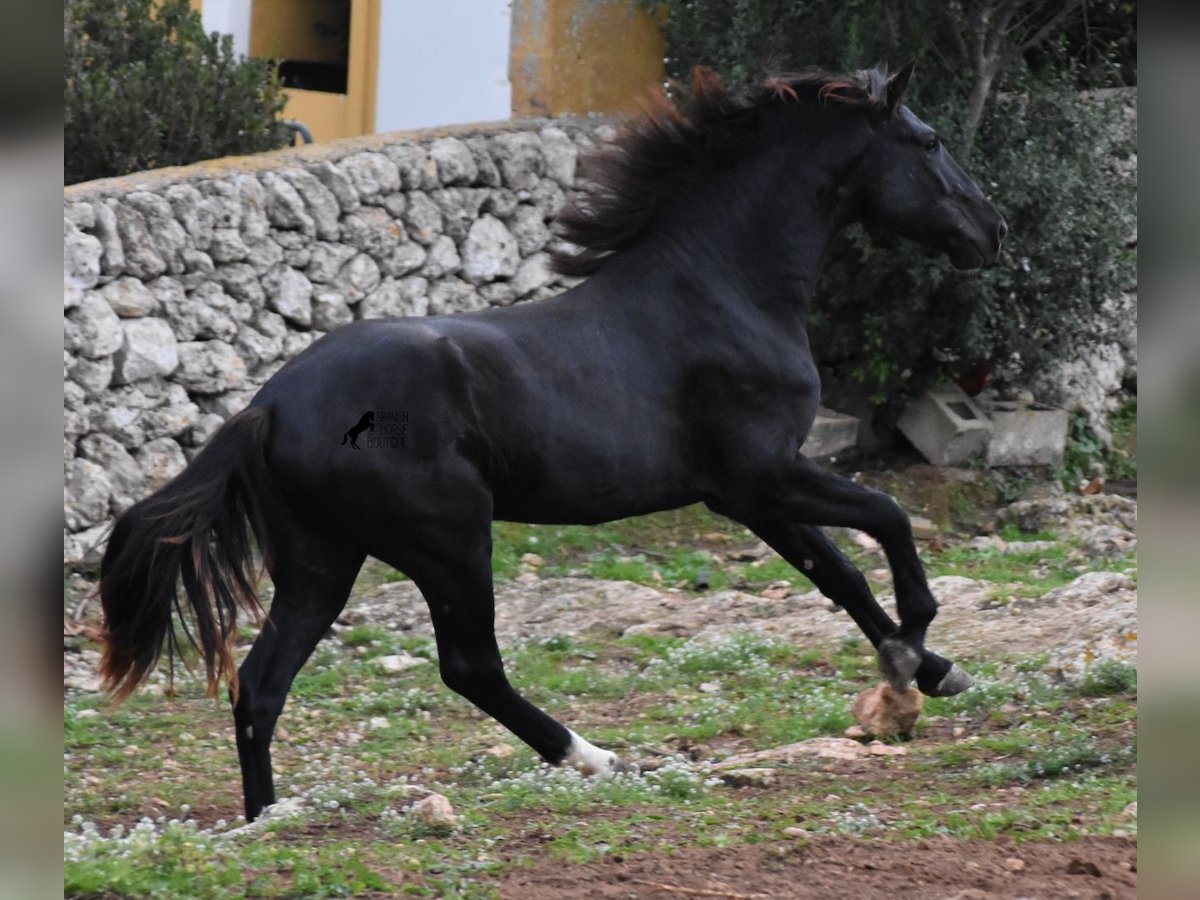 Menorcaanse Hengst 2 Jaar 160 cm Zwart in Menorca