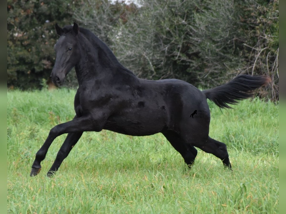 Menorcaanse Hengst 2 Jaar 160 cm Zwart in Menorca