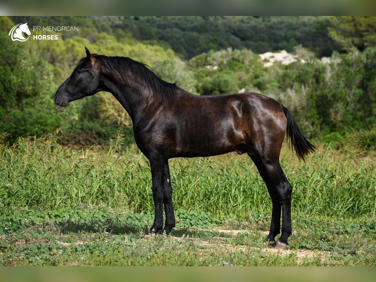 Menorcaanse Hengst 2 Jaar 164 cm Zwart in Menorca