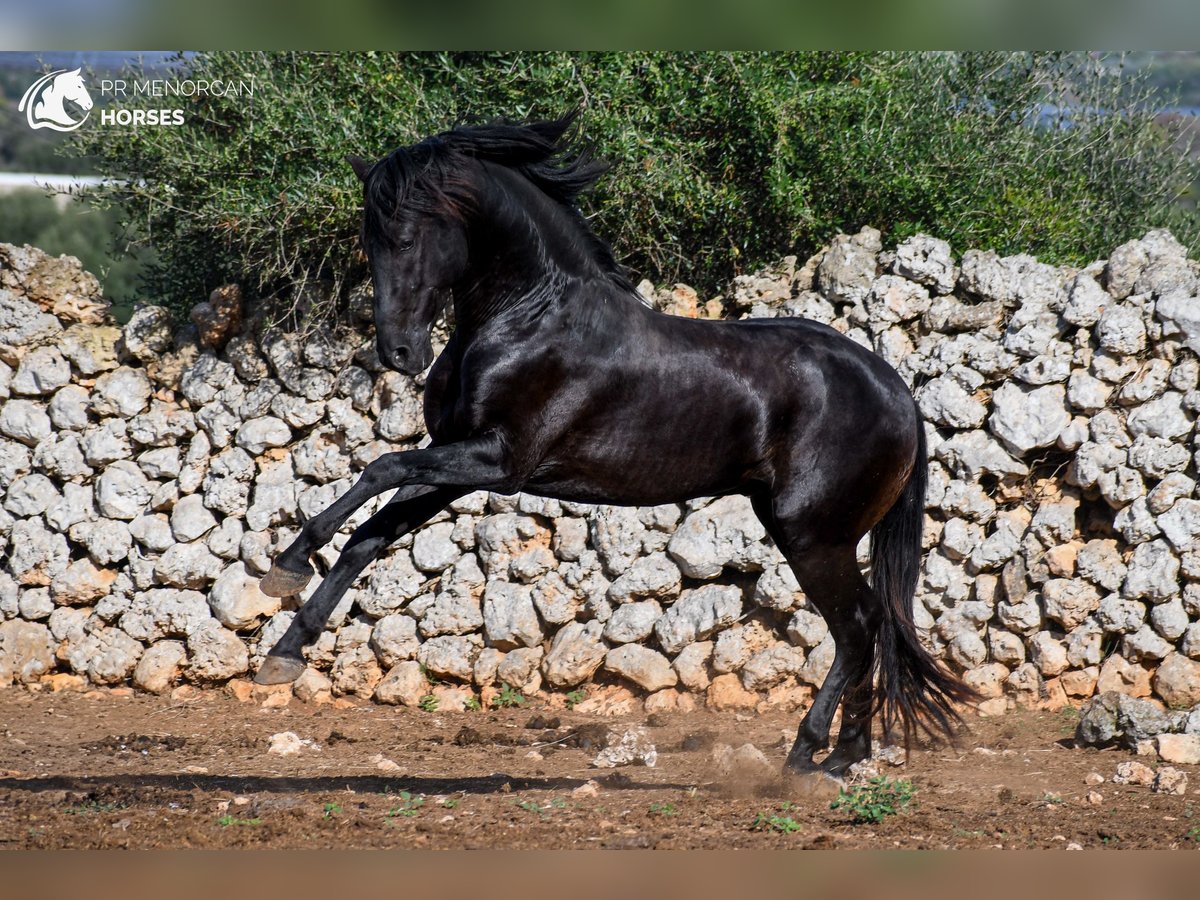 Menorcaanse Hengst 4 Jaar 153 cm Zwart in Menorca