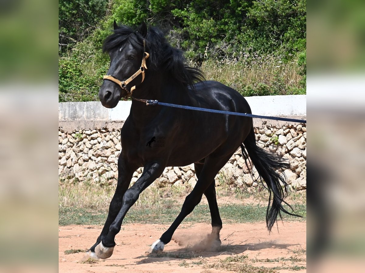 Menorcaanse Hengst 4 Jaar 165 cm Zwart in Menorca