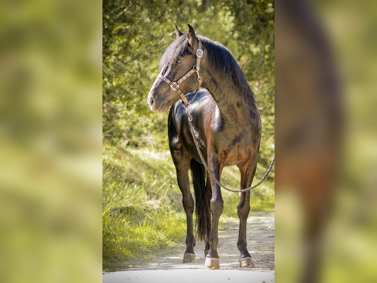 Menorcaanse Hengst 5 Jaar 160 cm Zwart in Fleurance