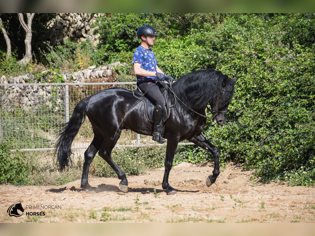 Menorcaanse Hengst 6 Jaar 160 cm Zwart in Menorca