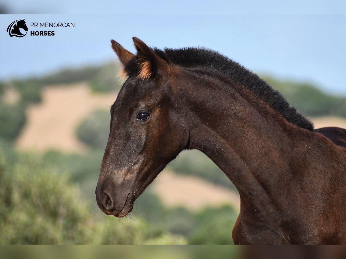 Menorcaanse Hengst veulen (05/2024) 155 cm Zwart in Menorca