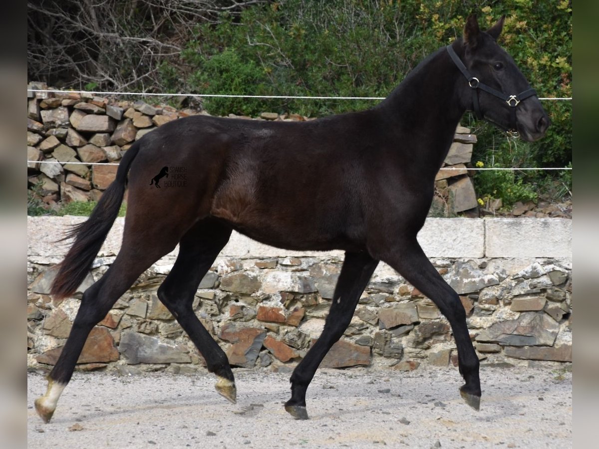 Menorcaanse Merrie 1 Jaar 152 cm Zwart in Menorca