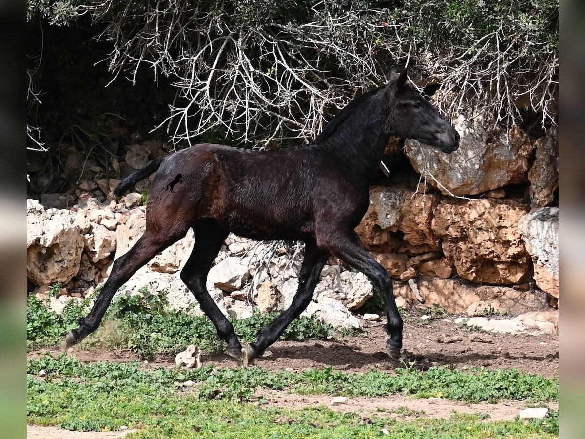 Menorcaanse Merrie 1 Jaar 155 cm Zwart in Menorca