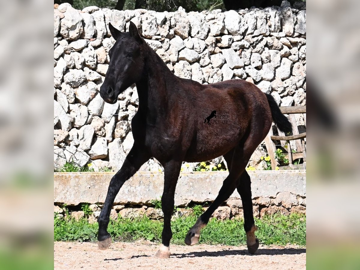 Menorcaanse Merrie 1 Jaar 155 cm Zwart in Menorca