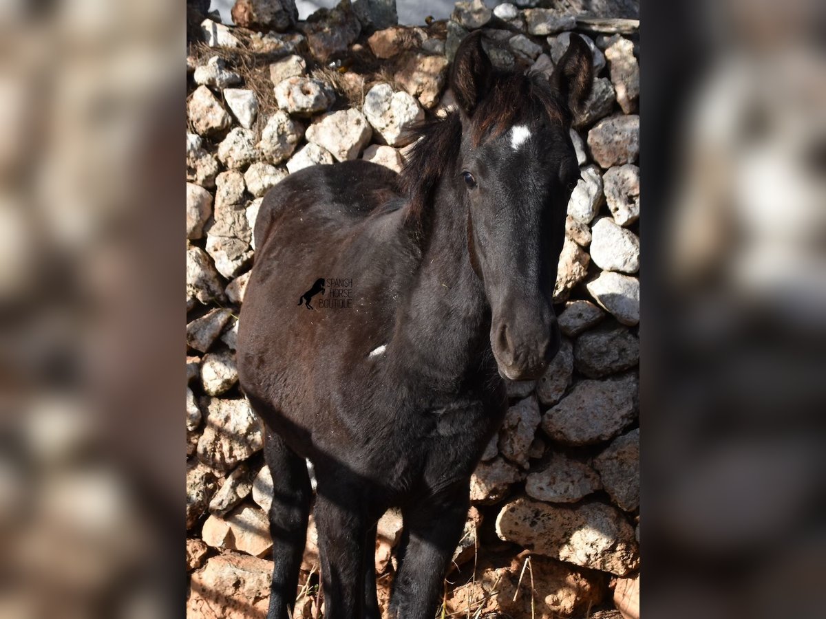 Menorcaanse Merrie 1 Jaar 157 cm Zwart in Menorca