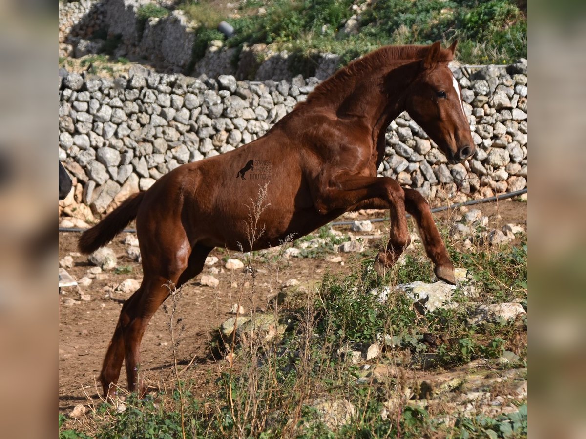 Menorcaanse Merrie 1 Jaar 160 cm Vos in Menorca